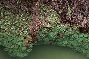 Sea Wall 012